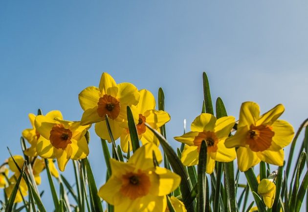 Daffodil Bulb Planting 38