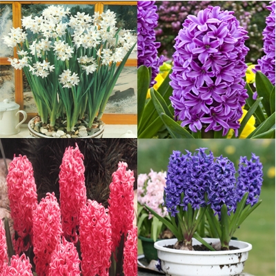 Indoor Flowering Winter Collection